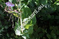 Cicerbita macrophylla (Willd.) Wallr. (Mulgedium macrophyllus (Willd.) DC., Sonchus macrophyllus Willd., Lactuca macrophylla (Willd.) Gray)