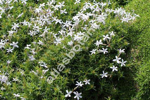 Phlox covillei Nels.