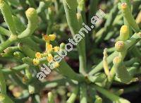 Euphorbia aphylla Brouss. ex Willd. (Tithymalus aphyllus, Tirucalia aphylla Brouss. ex Willd.)