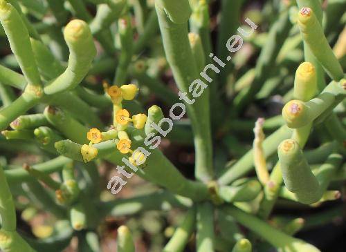 Euphorbia aphylla Brouss. ex Willd. (Tithymalus aphyllus, Tirucalia aphylla Brouss. ex Willd.)
