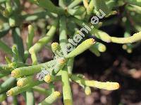 Euphorbia aphylla Brouss. ex Willd. (Tithymalus aphyllus, Tirucalia aphylla Brouss. ex Willd.)