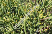 Euphorbia aphylla Brouss. ex Willd. (Tithymalus aphyllus, Tirucalia aphylla Brouss. ex Willd.)