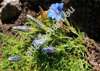 Gentiana sino-ornata Balf. f. Kudoa