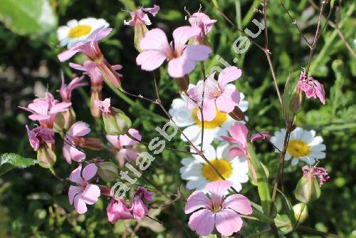Vaccaria hispanica (Mill.) Rausch. (Saponaria hispanica Mill., Gypsophila vaccaria (L.) Sm., Vaccaria vulgaris Host, Vaccaria pyramidata Med., Vaccaria  segetalis Garcke)