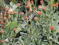 Senecio fulgens (Hook. f.) Nichols. (Kleinia fulgens Hook. f., Notonia fulgens (Hook. f.) Guillaum.)