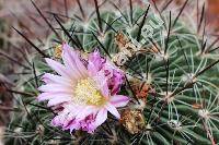 Stenocactus violaciflorus (Quehl) Berg. ex Hill (Stenocactus phyllacanthus var. violaciflorus)