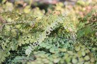 Adiantum venustum Don