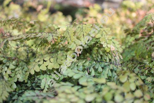 Adiantum venustum Don