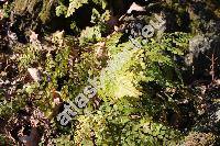 Adiantum venustum Don