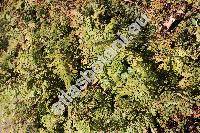 Adiantum venustum Don