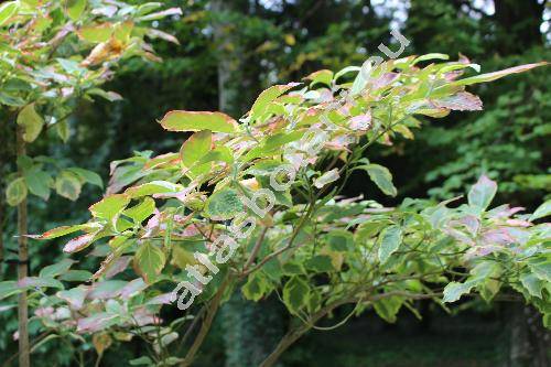Cornus florida 'Cherokee Daybreak'