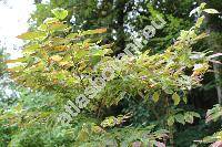 Cornus florida 'Cherokee Daybreak'