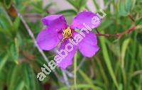 Dissotis elliotii Gilg (Rosettea elliotii Gilg)