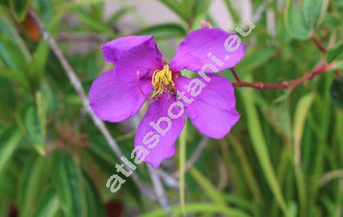 Dissotis elliotii Gilg (Rosettea elliotii Gilg)