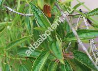 Dissotis elliotii Gilg (Rosettea elliotii Gilg)
