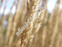 Calamagrostis x acutiflora 'Karl Foerster' (Calamagrostis x acutiflora (Schrad.) DC.)