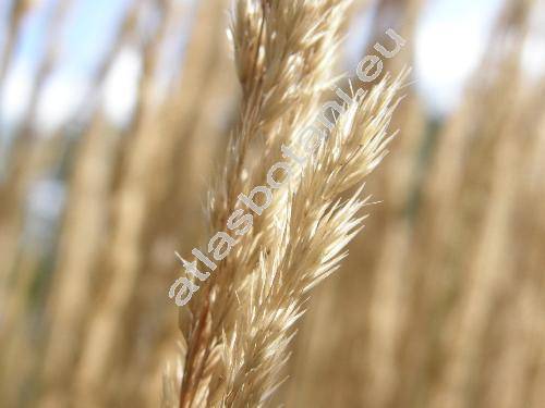 Calamagrostis x acutiflora 'Karl Foerster' (Calamagrostis x acutiflora (Schrad.) DC.)