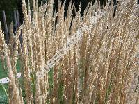 Calamagrostis x acutiflora 'Karl Foerster' (Calamagrostis x acutiflora (Schrad.) DC.)