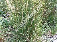 Calamagrostis x acutiflora 'Karl Foerster' (Calamagrostis x acutiflora (Schrad.) DC.)
