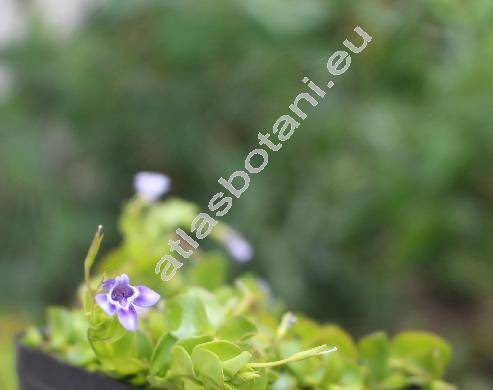 Lindernia grandiflora Nutt. (Ilysanthes grandiflora (Nutt.) Benth.)