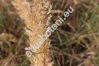 Calamagrostis epigejos (L.) Roth (Calamagrostis epigeios (L.) Roth)