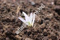 Colchicum montanum L. (Merendera bulbocodioides (L.) Willd., Bulbocodium montanum (L.) Heynh., Colchicum pyrenaicum Pourr.)