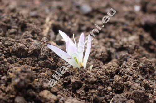 Colchicum montanum L. (Merendera bulbocodioides (L.) Willd., Bulbocodium montanum (L.) Heynh., Colchicum pyrenaicum Pourr.)