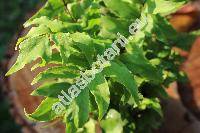 Cyrtomium macrophyllum (Mak.) Tagawa (Aspidium, Polystichum, Polypodium, Dryopteris)