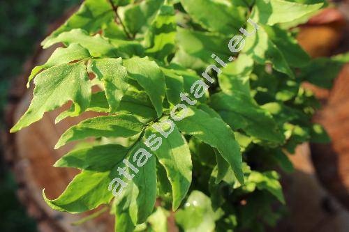 Cyrtomium macrophyllum (Mak.) Tagawa (Aspidium, Polystichum, Polypodium, Dryopteris)