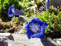 Gentiana dinarica Beck (Ciminalis)