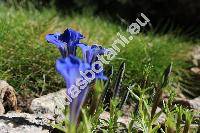Gentiana veitchiorum Hemsl.