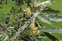 Castanea sativa 'Variegata' (Fagus castanea L., Castanea vulgaris Lam.)