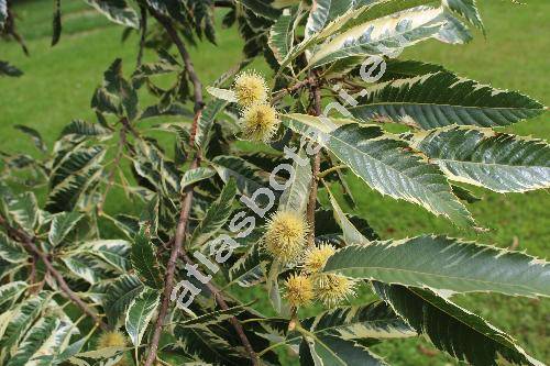 Castanea sativa 'Variegata' (Fagus castanea L., Castanea vulgaris Lam.)