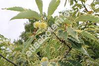 Castanea sativa 'Variegata' (Fagus castanea L., Castanea vulgaris Lam.)