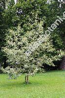 Castanea sativa 'Variegata' (Fagus castanea L., Castanea vulgaris Lam.)