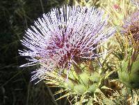 Cynara humilis L.