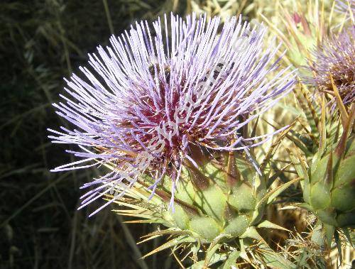 Cynara humilis L.