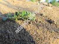 Euphorbia prostrata Ait. (Chamaesyce prostrata (Ait.) Mal, Tithymalus prostratus (Ait.) Samp.)