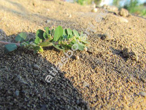 Euphorbia prostrata Ait. (Chamaesyce prostrata (Ait.) Mal, Tithymalus prostratus (Ait.) Samp.)
