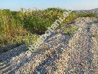 Euphorbia prostrata Ait. (Chamaesyce prostrata (Ait.) Mal, Tithymalus prostratus (Ait.) Samp.)