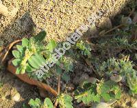 Euphorbia prostrata Ait. (Chamaesyce prostrata (Ait.) Mal, Tithymalus prostratus (Ait.) Samp.)