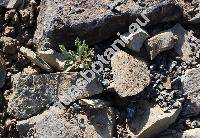 Senecio carniolicus Willd. (Senecio incanus subsp. carniolicus (Willd.) Braun-Blanq., Jacobaea carniolica, Jacobaea incana subsp. carniolica)