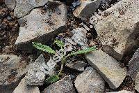 Betonica nivea Stev. (Stachys discolor Benth.)