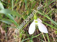 Galanthus elwesii Hook. f.