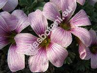 Oxalis enneaphylla Cav.