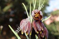 Fritillaria tenella Bieb. (Fritillaria tenella Lohm.)