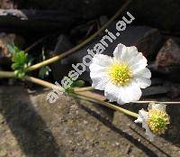 Callianthemum coriandrifolium Rchb.