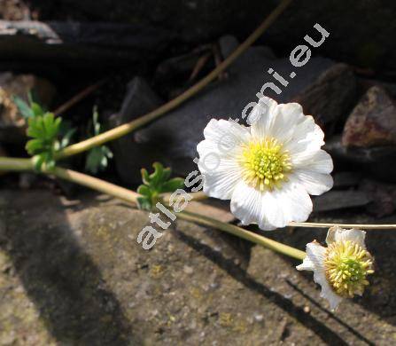 Callianthemum coriandrifolium Rchb.
