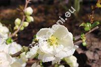 Chaenomeles x superba 'Jet Trail' (Cydonia, Choenomeles, Pyrus)