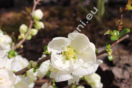 Chaenomeles x superba 'Jet Trail' (Cydonia, Choenomeles, Pyrus)